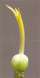  Pistil
